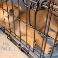 赤ちゃん柴犬が『う…