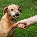 犬を撫でるときの『…
