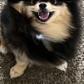 『この人、犬好きだ…