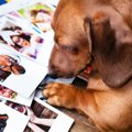 愛犬との思い出を残…