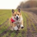 犬が散歩ではしゃぎ…