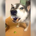 犬にごはんを作った…