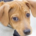 犬が『視線』で飼い…