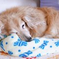 老犬の最期に訪れる…