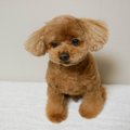 犬が『うつむいてし…
