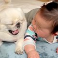 赤ちゃんが『犬と一…