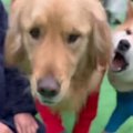 『ドッグランで出会…