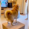 犬が初めて『トラン…