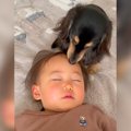 犬が『赤ちゃんを本…