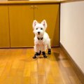 初めて『靴』を履い…