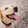 犬に「安心感」を与…