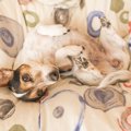 愛犬の幸福度を上げ…