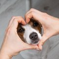 犬に『感謝の気持ち…