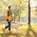 犬の散歩で飼い主は…