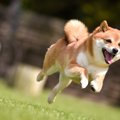 初めてのドッグラン…