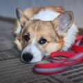 気づいてあげて！犬…