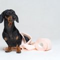 犬が隠れてトイレを…