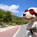 犬にとって意味がな…
