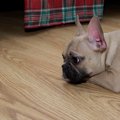 犬がトラブルに巻き…