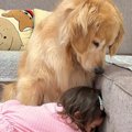 1歳の女の子が『大型…