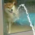 家の中にいる犬→窓越…