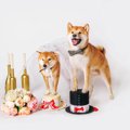 犬を飼うと『婚期』…