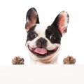 人気の『ブサカワ犬…