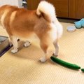 犬の背後に『キュウ…