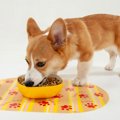 犬がご飯のお皿を『…