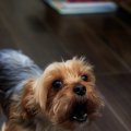犬を甘やかしすぎる…