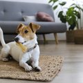 犬をよその家に連れ…