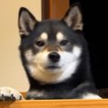 深夜に『トイレした…