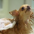 愛犬の風呂嫌いを克…