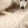 お散歩と見せかけて…