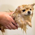 SNSで『洗われた犬の…