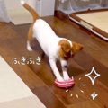 犬が『掃除のお手伝…