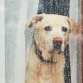 愛犬が『雨の日の散…