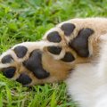 犬の肉球が傷つく原…