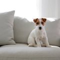 犬が座る前に『くる…