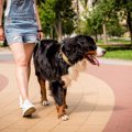 『モラルがない犬の…