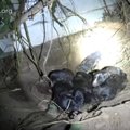 もう1匹いた！多産な…