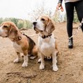 犬が散歩中に石や砂…