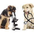犬の脾臓の腫瘍につ…