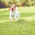 犬にカルシウムが必…