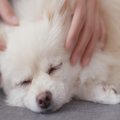 犬を自由に触れる『…