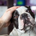 犬が人に触られるの…