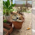 どうしてそこに入ろ…