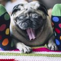 犬が『くさいもの』…