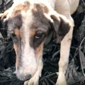 火山が噴火！林の中に取り残された犬をレスキュー！