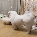 子犬とお兄ちゃんが…